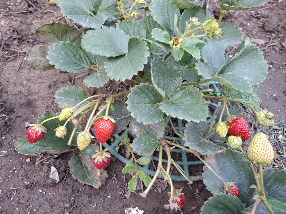 Зем клубника Купчиха