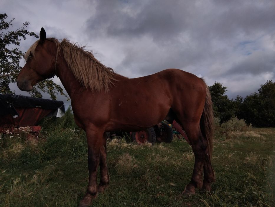 Продам 3 года обучен спокоен