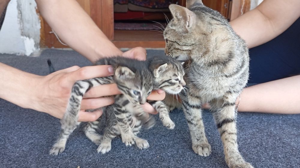 Котята в хорошие руки