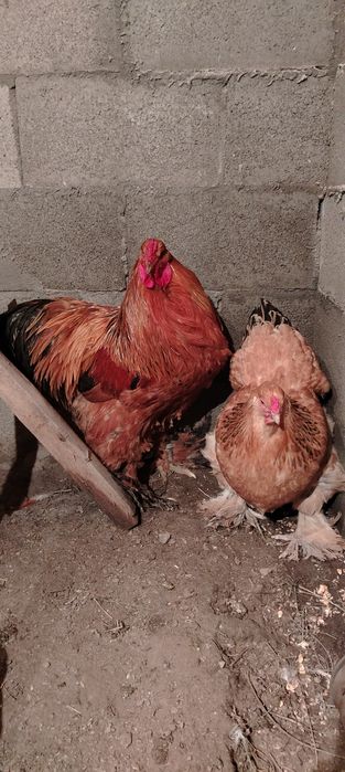 Брама қораз+тауык