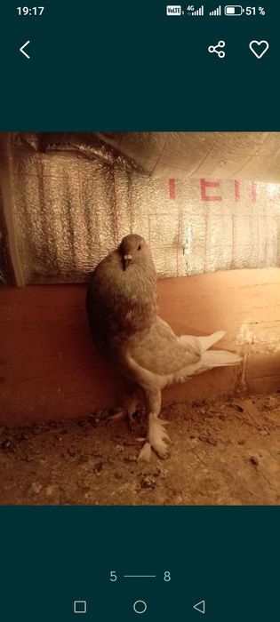 Голуби дутыши самцы кептер