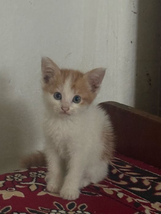 Котята бесплатно