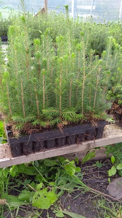 Ёлки голубые, сосна20-30см