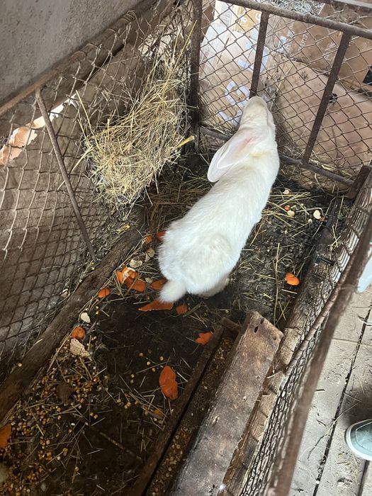 Iepuroaică cu 5 pui