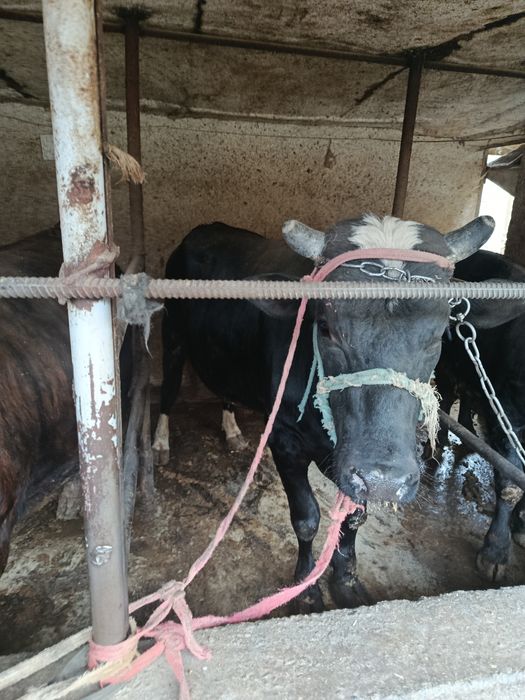 2ta semiz buqa sotiladi