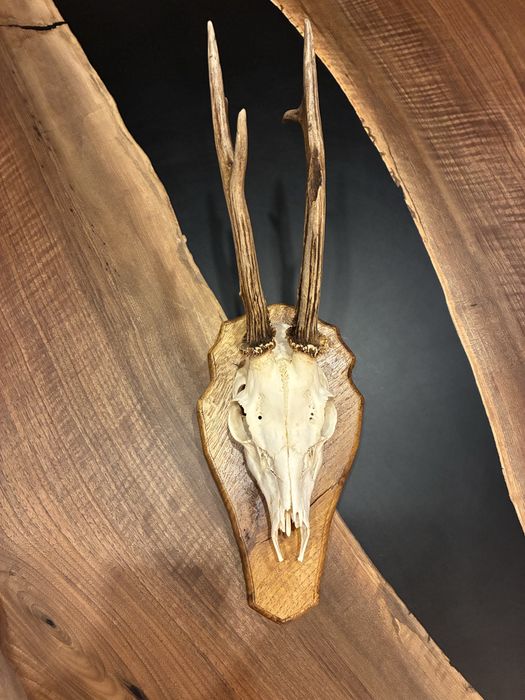 Трофей от сръндак с поставка