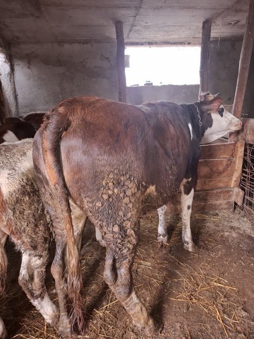 Vițea de vânzare, vârstă 1 an jumătate