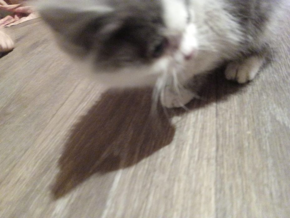 Отдам котёнка мальчика