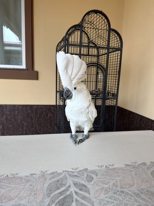 Бело Хохлый Какаду сотилади 2 ёш, ручной гапиради, умумам бакирмиди.