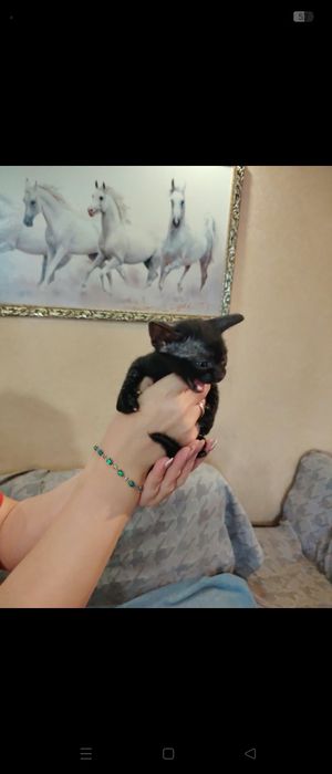Котята породы сфинкс