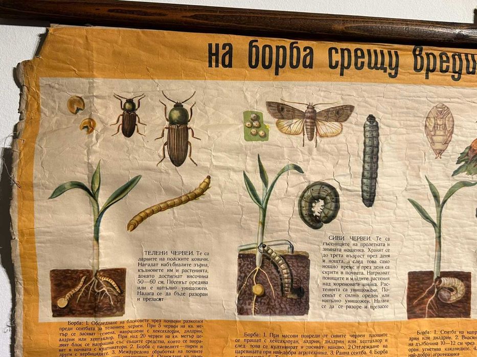 Соц Учебни Плакати Постери Ботаника