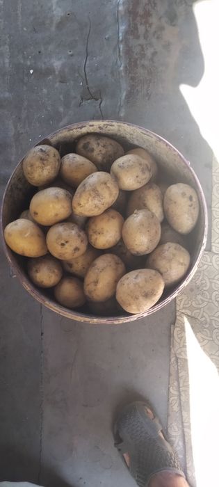 Картофель домашний