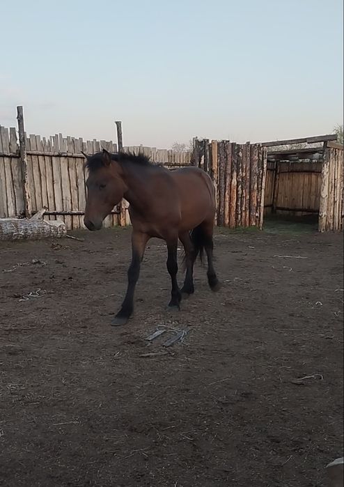 Продам тай. Стоит дома на откорме