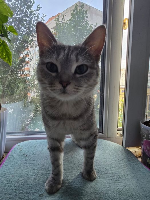 Отдадим кошку в добрые руки