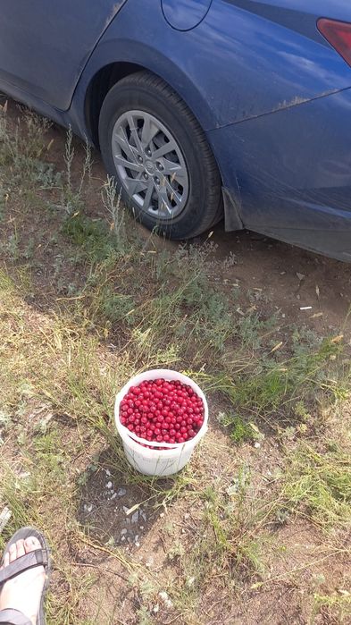 Ферма, Фазенда, Откорм площадка