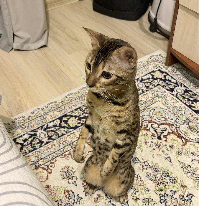 Кошка бенгал продам