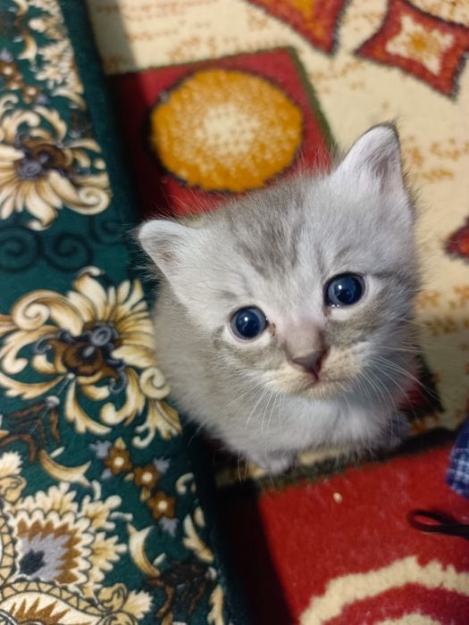 Мушукчалар сотилади