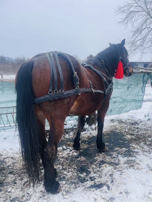 Iapa semi grea de 7 pe ani in aprilie ,1,75 la greaban