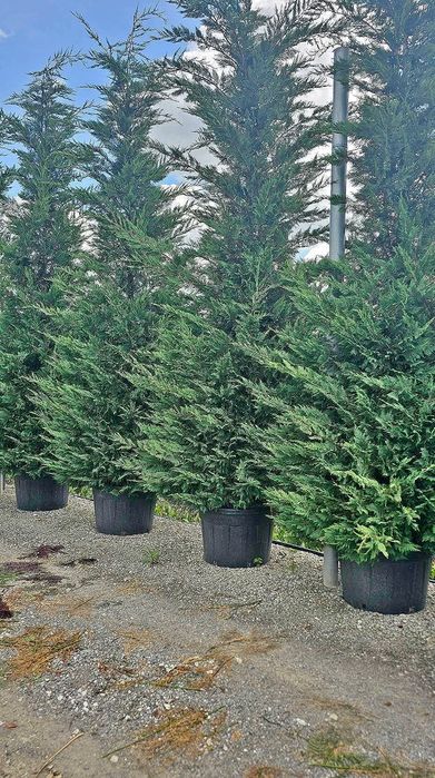 Plante ornamentale de diferite specii și dimensiuni, livrate gratuit în toată România. Aceste plante sunt sănătoase și viguroase