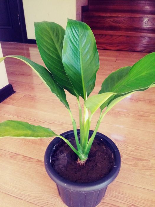 Спатиффилум - женское счастье