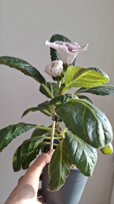 Продам глоксинию