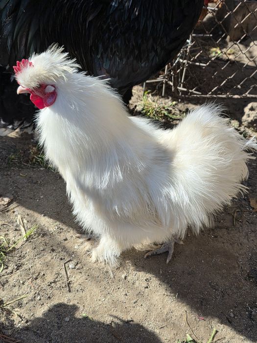 Oua pentru incubat Moțată, Australorp, Cochinchina,  Phoenix, Mătase J