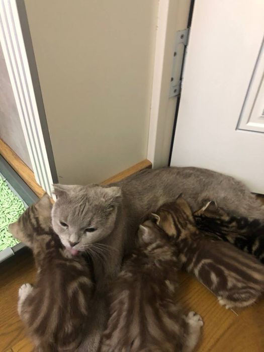 продается дом. животное котеныш