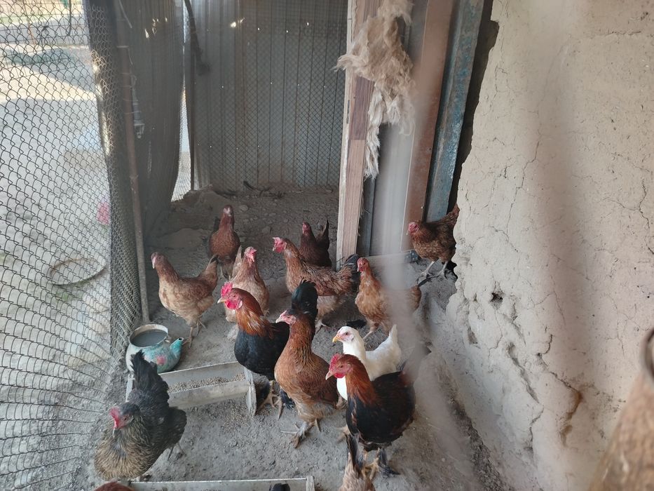 Домашние куры и петухи