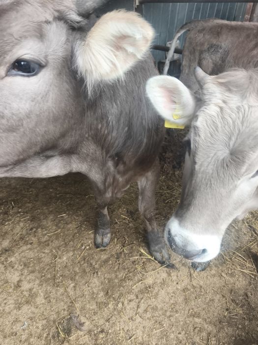 Продам телочек ,Алатауской  породы