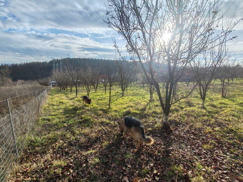 Casa de vanzare cu 3700 mp