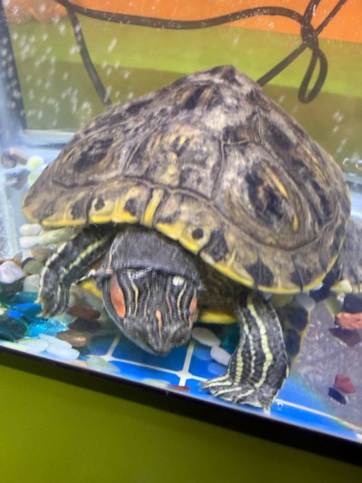 Продается водная красноухая черепаха