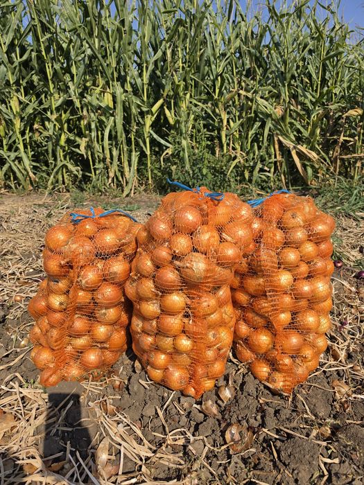 Ceapa Legend f1 - Asigur transport-Direct de la producator