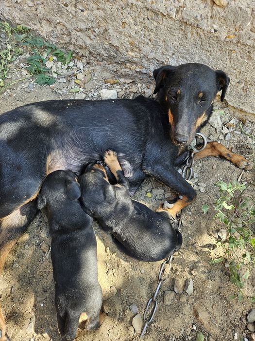 Ягдтерьер 2шт 1 месяц 30000 тн