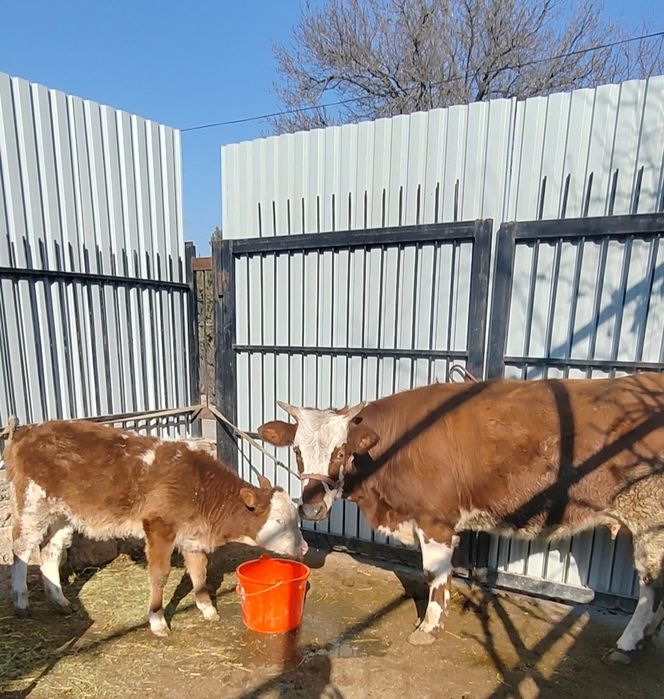 Она бола сментал моллар Сотилади