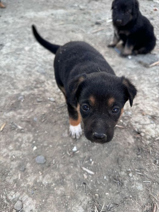 Собака күшік щенки