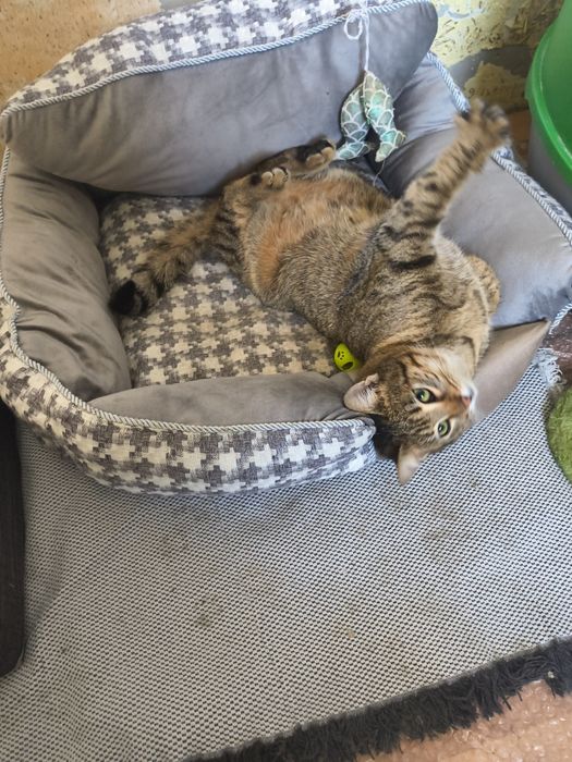 Мими търси любящ и отговорен дом.