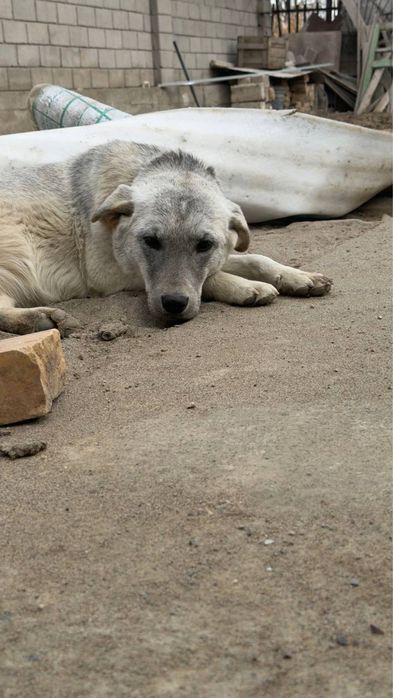 Девочке очень нужен дом!