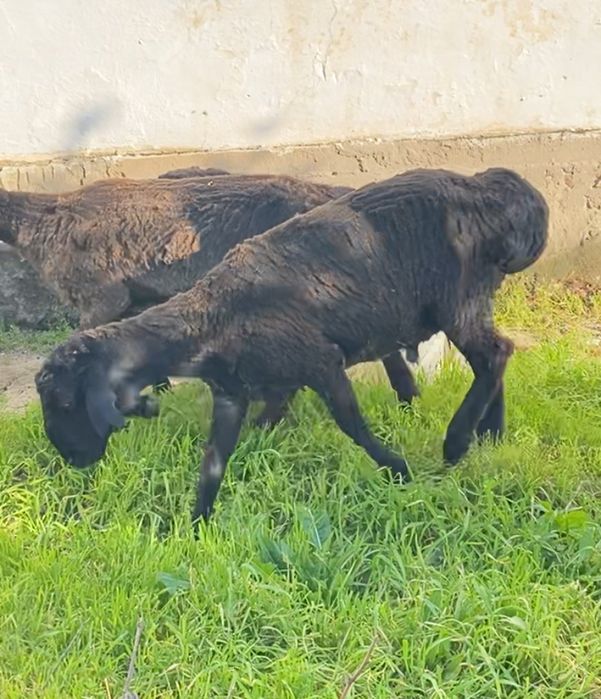 Кошкарлар сатылады саудасы бар