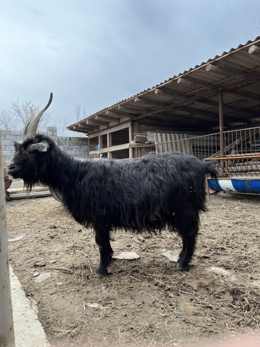 Ешкі лақ сатылады