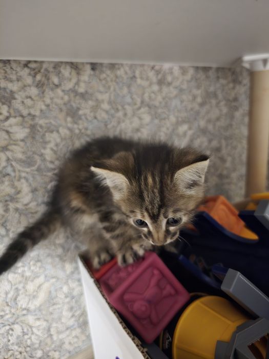 Отдам котят в добрые руки
