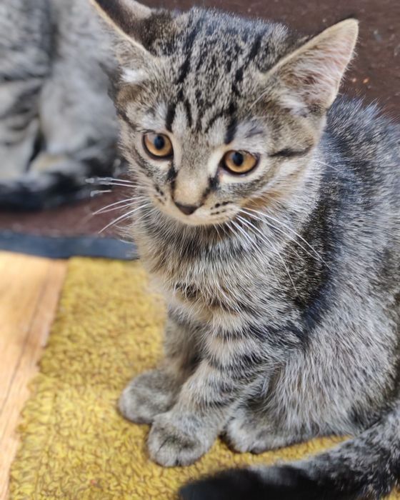 Mushukchalar onasi vislouxiy