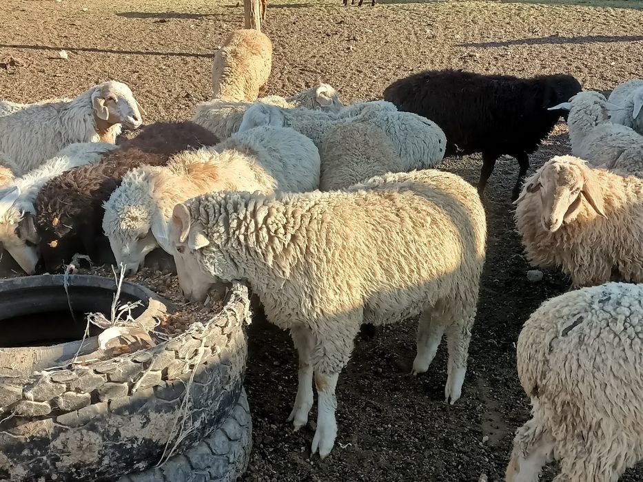 Тоқты семіз байланған