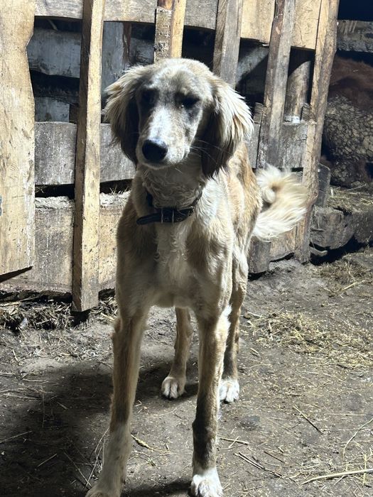 Тазы сатылады ұрғашы