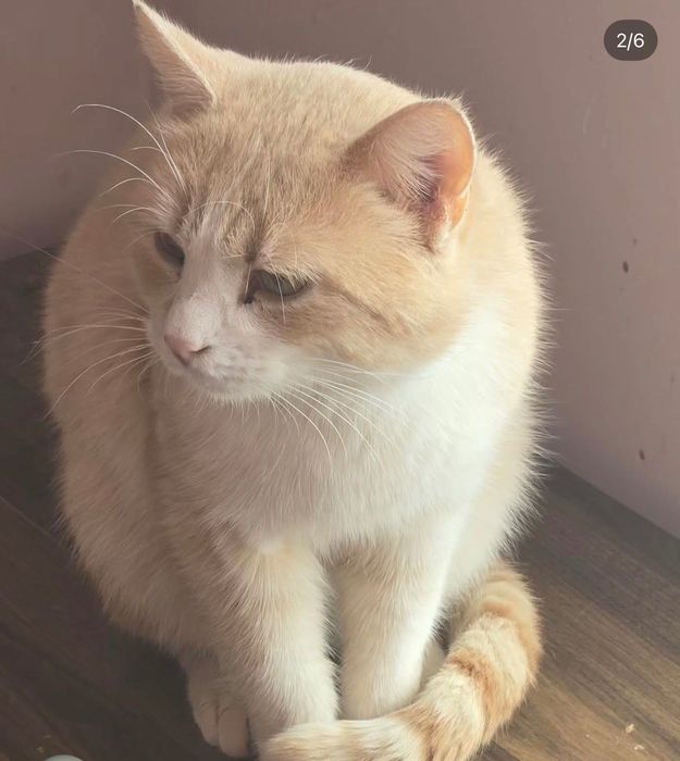 Котик срочно ищет дом