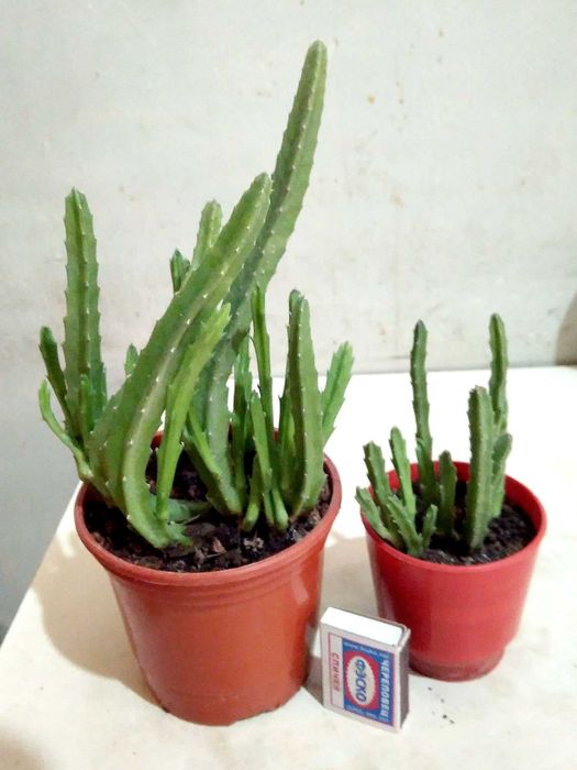 Цветущая Глоксиния 1,5г. фиолетового отенка. Комнатный цветок в горшке