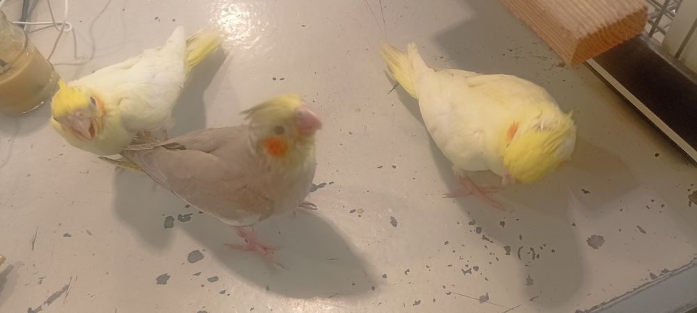Папагали неразделки и корели