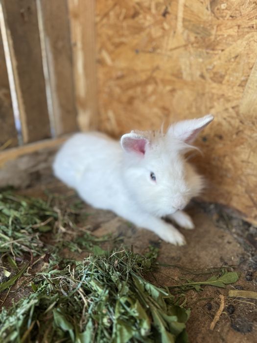 Iepurasi/ iepuri Cap de leu