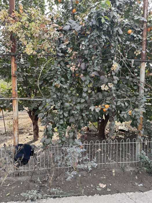 Дачный участок 9.6 соток