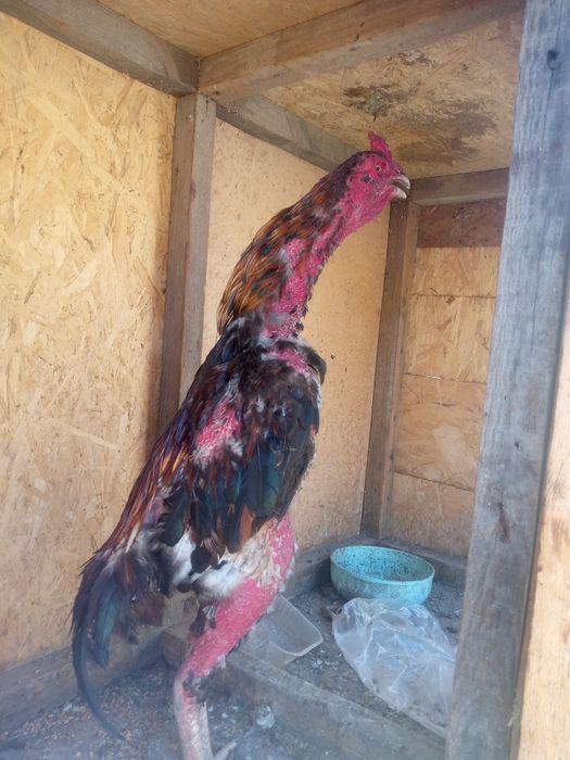 Чолпан кораз сатылады Багасы 20000