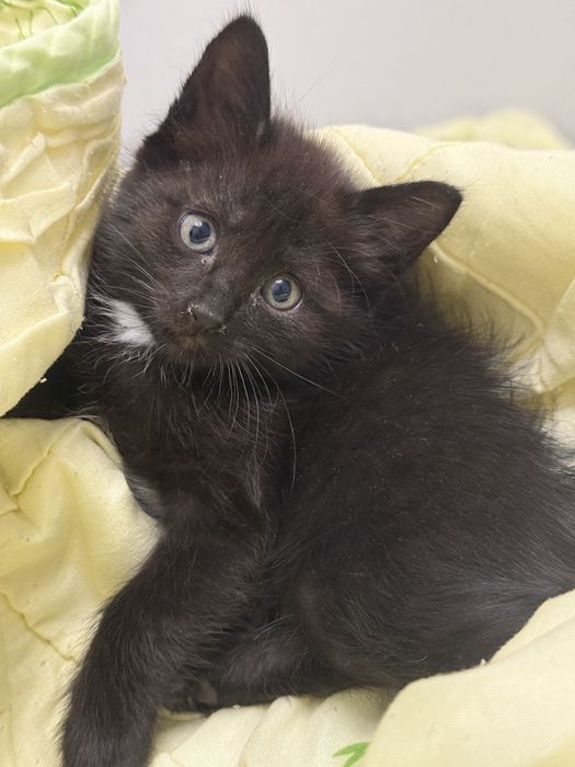 Отдам котят 1,5 месяца